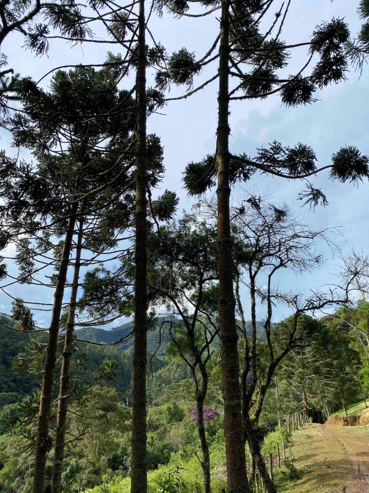 Chales Fazenda Floresta Das Araucarias Cunha Exterior foto